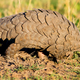 Illustration for article titled Meet The Pangolin, The Worlds Most-Trafficked Mammal